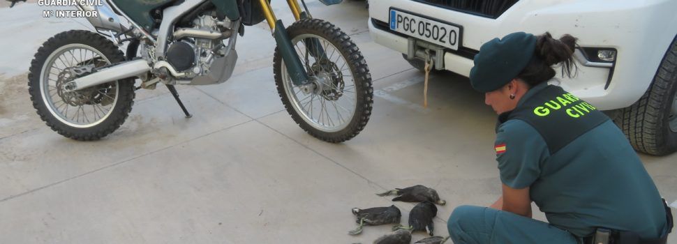 El SEPRONA de la Guardia Civil de Tarragona sorprende a un cazador furtivo cazando gallinetas en Deltebre