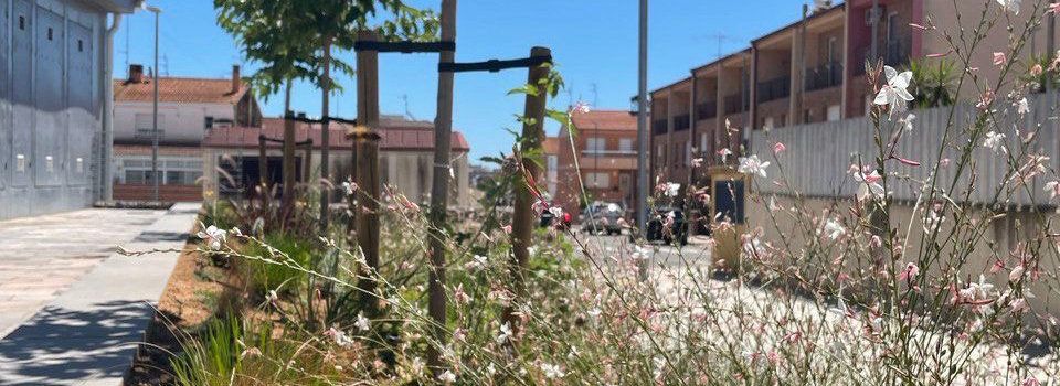 L’Ajuntament d’Amposta planta més de 400 arbres i en reposa 270 en els últims tres anys