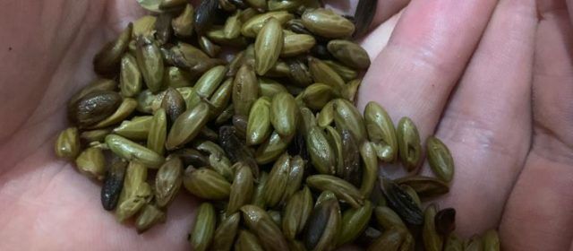 Un restaurante de Benicarló descubre la manera de comer el aceite: las pipas del Mediterráneo