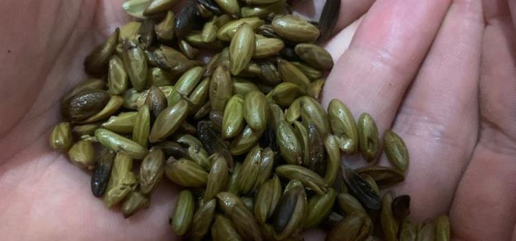 Un restaurante de Benicarló descubre la manera de comer el aceite: las pipas del Mediterráneo