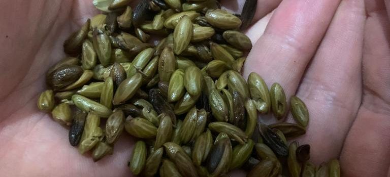 Un restaurante de Benicarló descubre la manera de comer el aceite: las pipas del Mediterráneo
