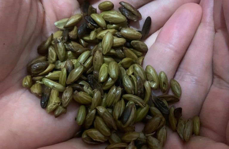 Un restaurante de Benicarló descubre la manera de comer el aceite: las pipas del Mediterráneo