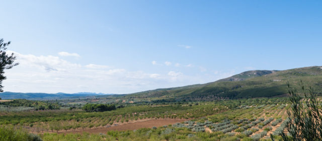 Nostra Terra opina sobre l’últim ple municipal de les Coves de Vinromà