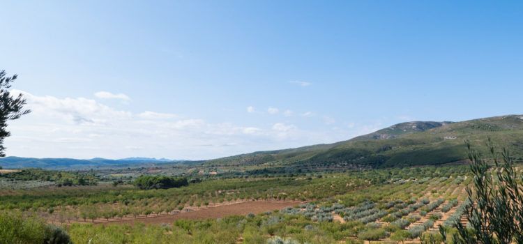 Nostra Terra opina sobre l’últim ple municipal de les Coves de Vinromà