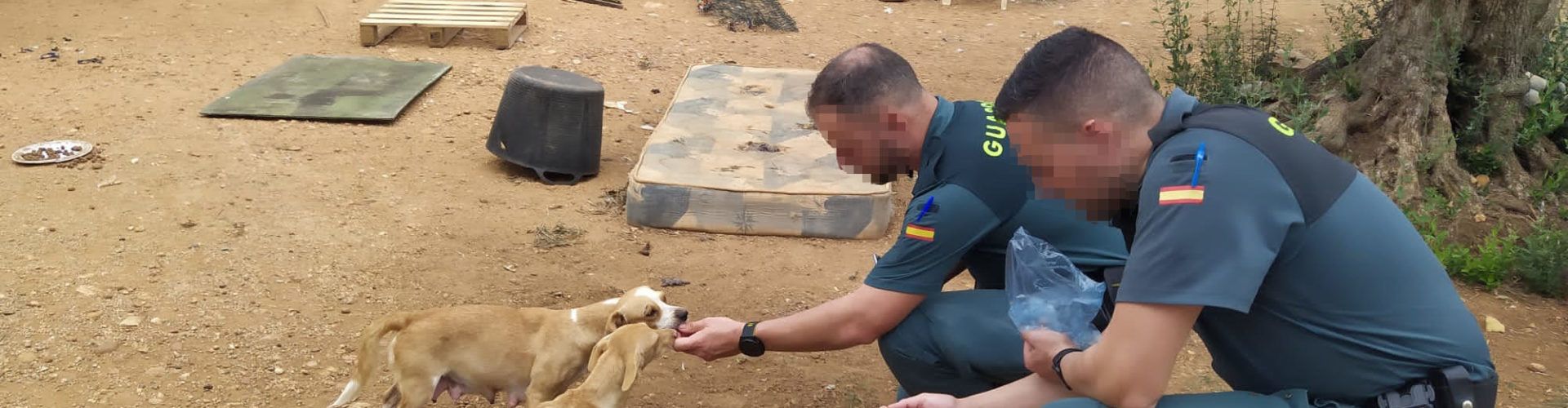 El SEPRONA de la Guardia Civil rescata 25 perros en estado de abandono en el término de Camarles