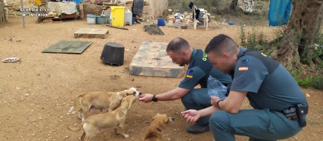 El SEPRONA de la Guardia Civil rescata 25 perros en estado de abandono en el término de Camarles