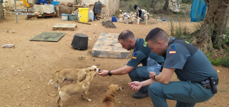 El SEPRONA de la Guardia Civil rescata 25 perros en estado de abandono en el término de Camarles