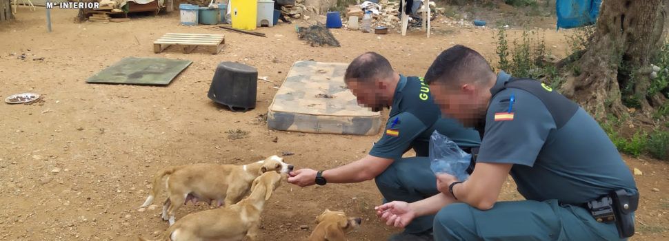 El SEPRONA de la Guardia Civil rescata 25 perros en estado de abandono en el término de Camarles