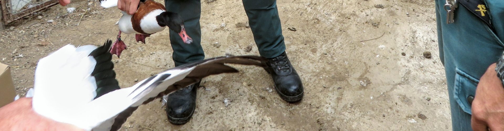 El SEPRONA incauta en Deltebre 34 animales de diferentes especies protegidas
