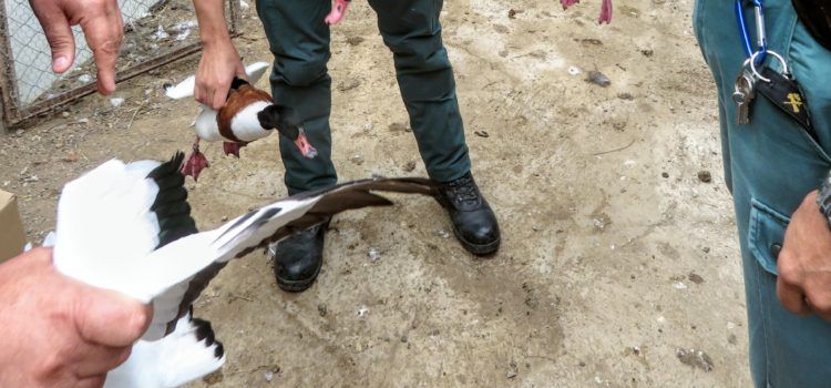 El SEPRONA incauta en Deltebre 34 animales de diferentes especies protegidas