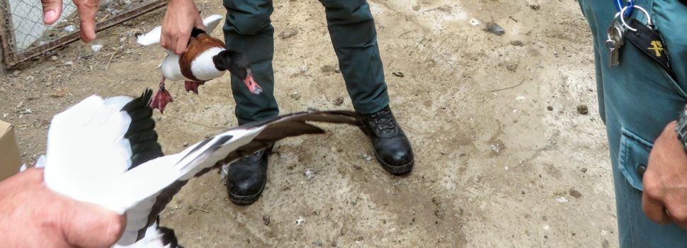 El SEPRONA incauta en Deltebre 34 animales de diferentes especies protegidas