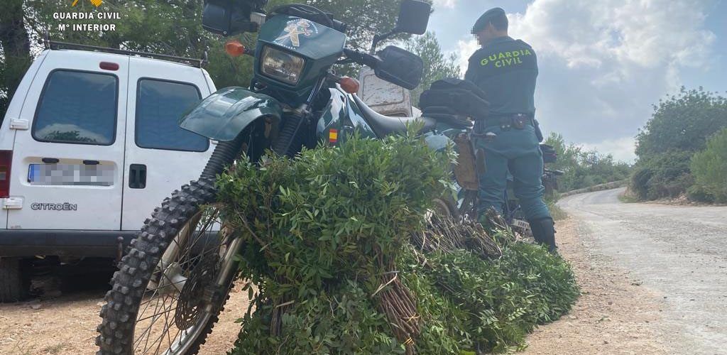 La Guardia Civil de Tarragona, interviene 50 kilos de lentisco, que se estaba recolectando en Tortosa sin autorización