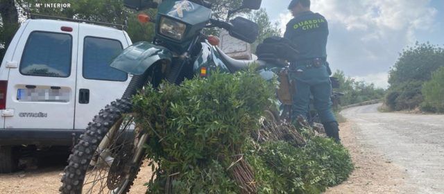 La Guardia Civil de Tarragona, interviene 50 kilos de lentisco, que se estaba recolectando en Tortosa sin autorización