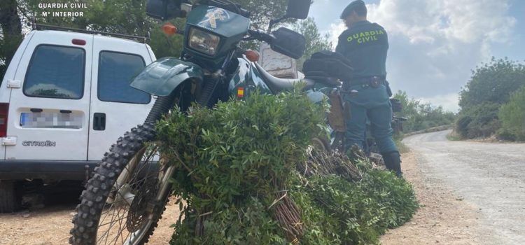 La Guardia Civil de Tarragona, interviene 50 kilos de lentisco, que se estaba recolectando en Tortosa sin autorización