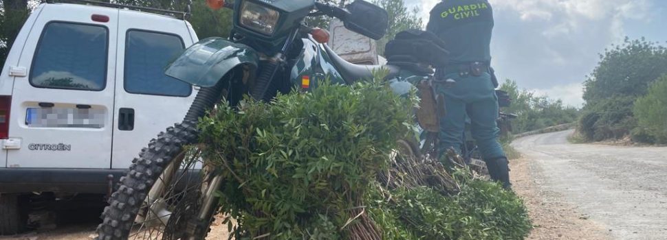 La Guardia Civil de Tarragona, interviene 50 kilos de lentisco, que se estaba recolectando en Tortosa sin autorización