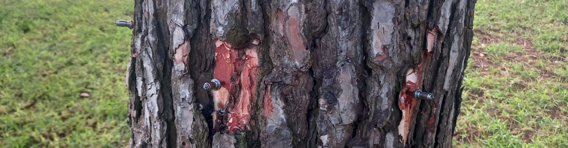 L’Ajuntament de Peníscola inicia el tractament preventiu contra la processionària