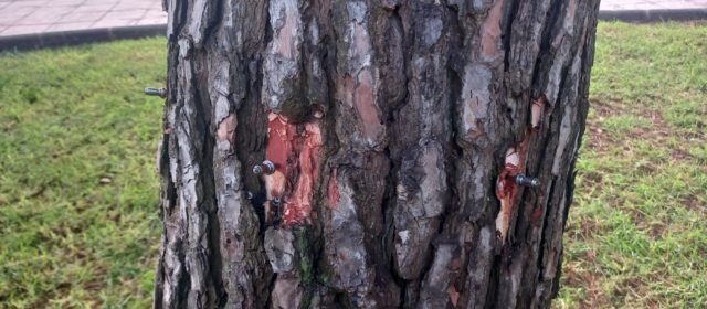 L’Ajuntament de Peníscola inicia el tractament preventiu contra la processionària