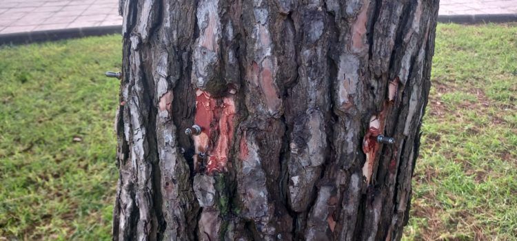 L’Ajuntament de Peníscola inicia el tractament preventiu contra la processionària