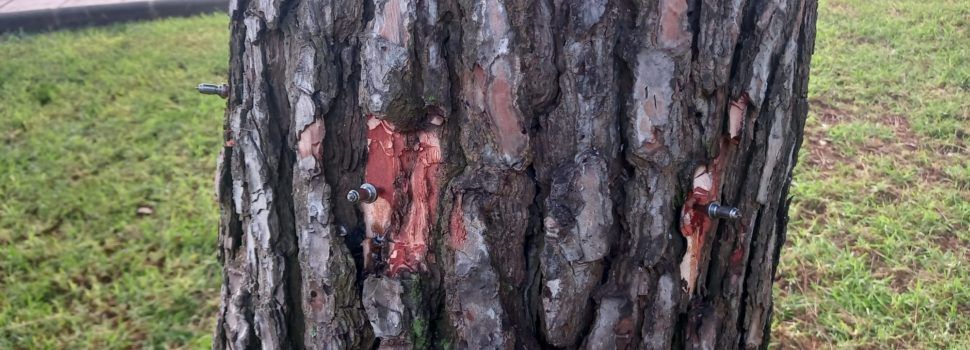 L’Ajuntament de Peníscola inicia el tractament preventiu contra la processionària