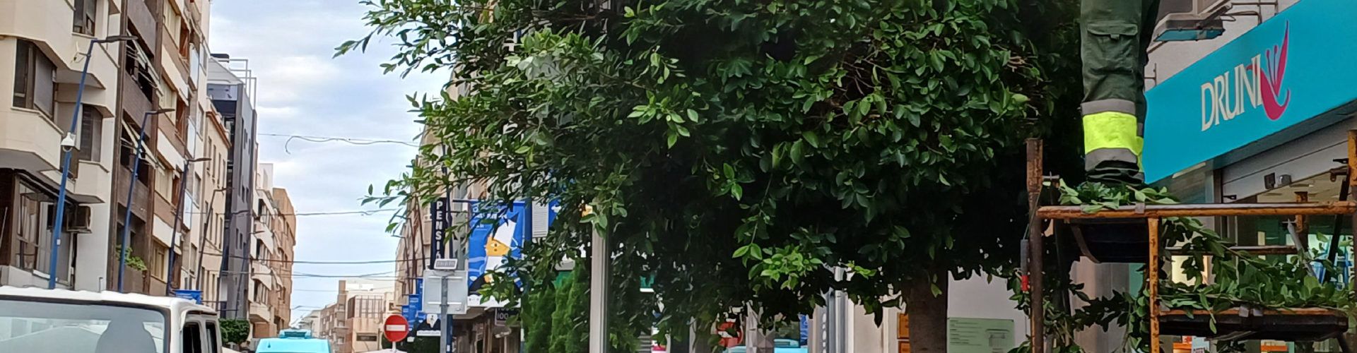 Benicarló esporga i saneja els arbres urbans