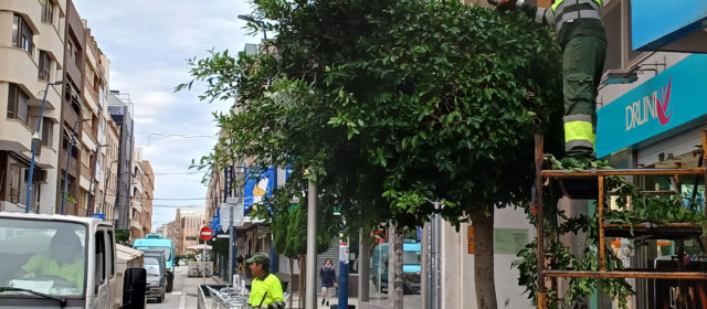 Benicarló esporga i saneja els arbres urbans