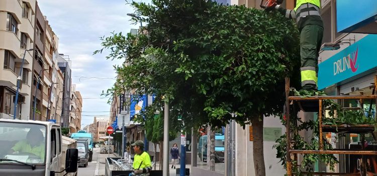 Benicarló esporga i saneja els arbres urbans