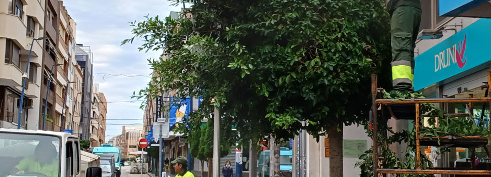Benicarló esporga i saneja els arbres urbans