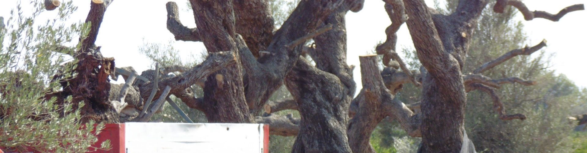 El GEPEC-EdC celebra el Dia Mundial de les Oliveres demà 26 de novembre
