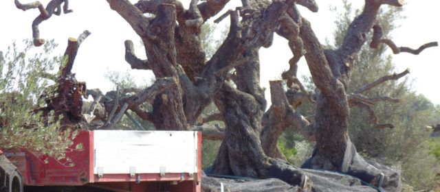 El GEPEC-EdC celebra el Dia Mundial de les Oliveres demà 26 de novembre