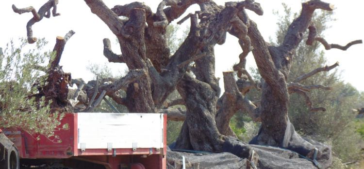 El GEPEC-EdC celebra el Dia Mundial de les Oliveres demà 26 de novembre