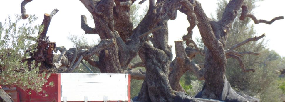 El GEPEC-EdC celebra el Dia Mundial de les Oliveres demà 26 de novembre