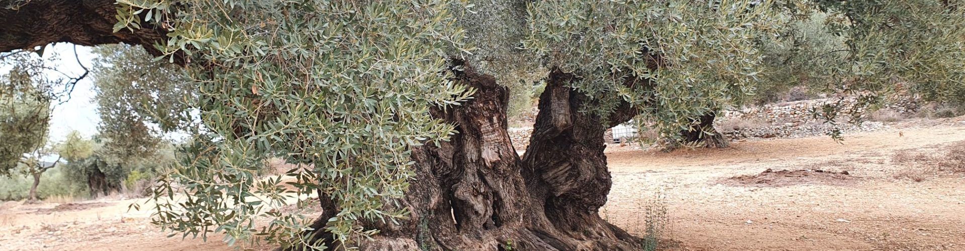 Propietaris d’oliveres i oliverars monumentals critiquen a la Generalitat de Catalunya per com aplica la llei de protecció