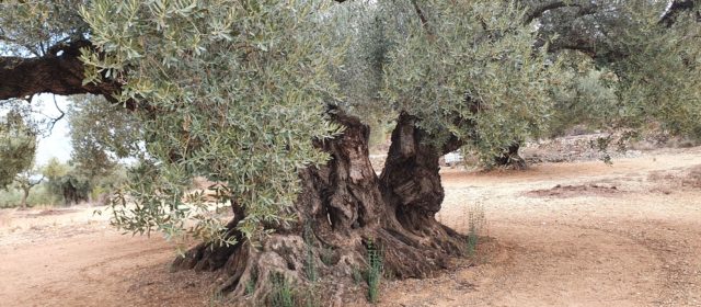 Propietaris d’oliveres i oliverars monumentals critiquen a la Generalitat de Catalunya per com aplica la llei de protecció