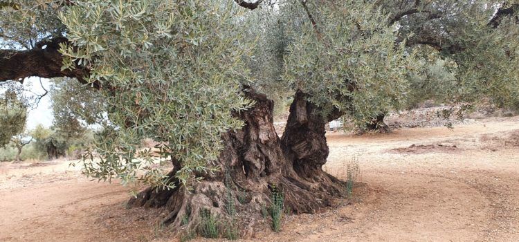 Propietaris d’oliveres i oliverars monumentals critiquen a la Generalitat de Catalunya per com aplica la llei de protecció