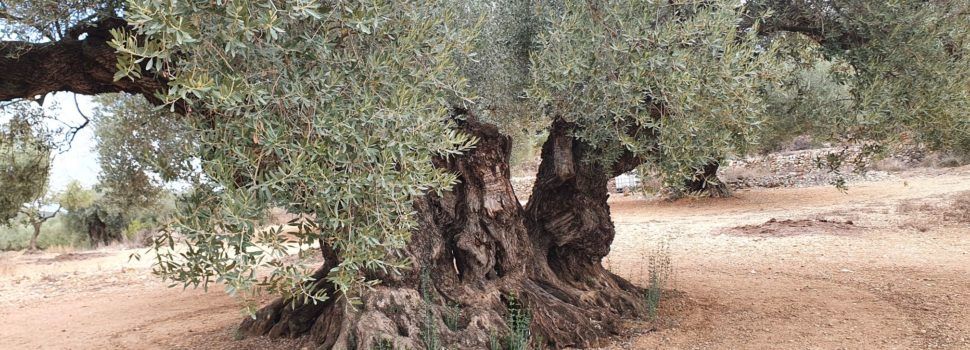 Propietaris d’oliveres i oliverars monumentals critiquen a la Generalitat de Catalunya per com aplica la llei de protecció
