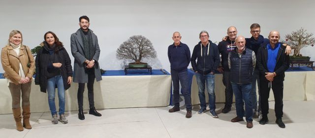 Exposició Art bonsai i pedres suiseki a la Cotxera de Batet