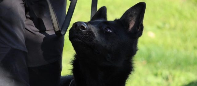 Servei de la policia local de Vinaròs amb ajuda de la gossa Lima