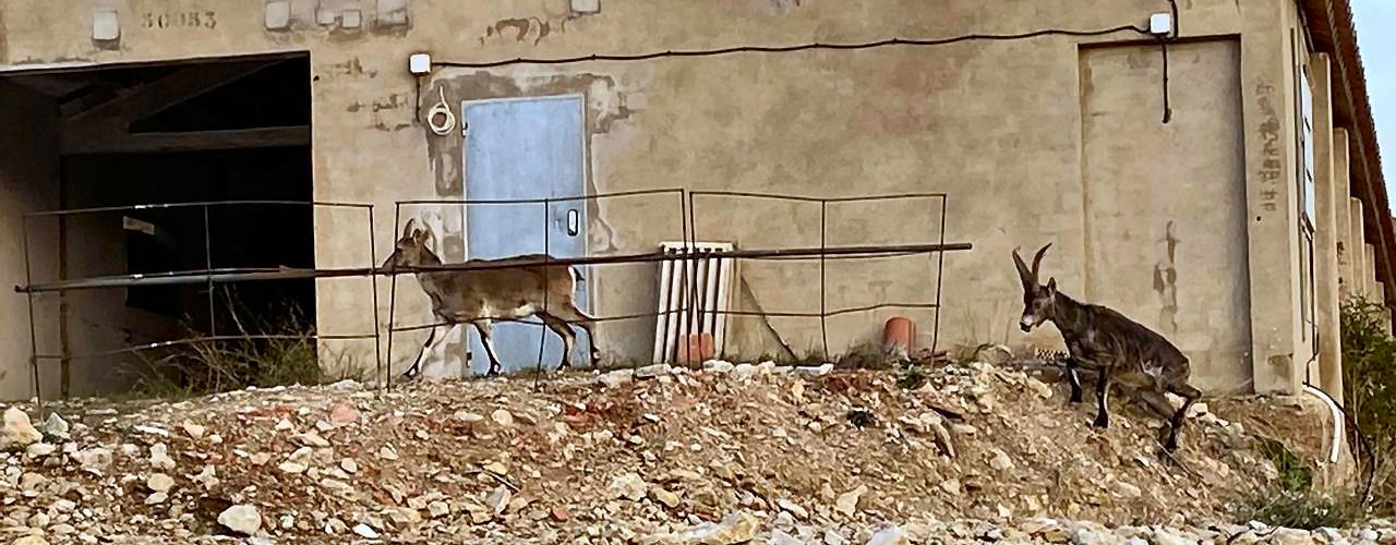 La sarna afecta ya a más del noventa por ciento de las cabras hispánicas de Els Ports y la Tinença