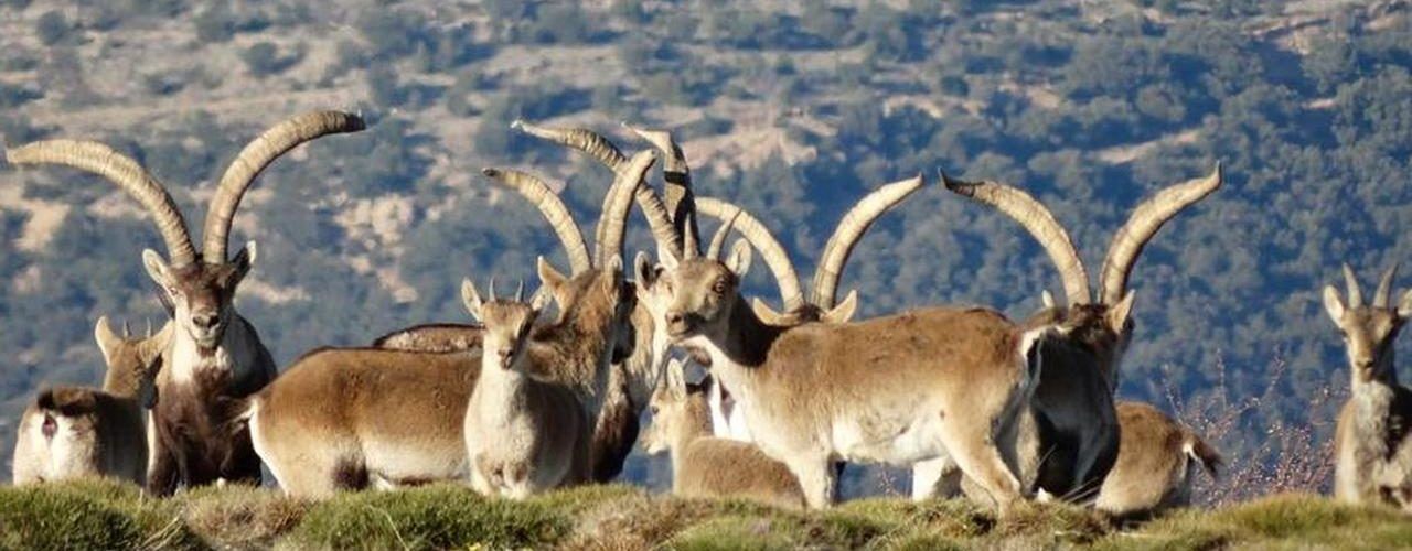 Nuevas críticas de cazadores y gestores cinegéticos hacia la Conselleria por su gestión de la sarna en las cabras