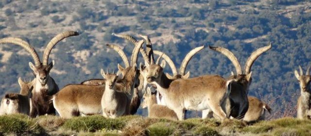Nuevas críticas de cazadores y gestores cinegéticos hacia la Conselleria por su gestión de la sarna en las cabras