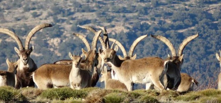 Nuevas críticas de cazadores y gestores cinegéticos hacia la Conselleria por su gestión de la sarna en las cabras