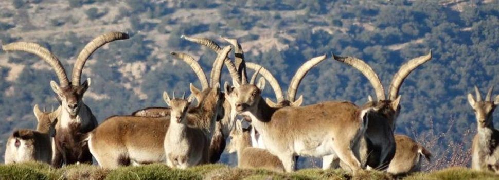 Nuevas críticas de cazadores y gestores cinegéticos hacia la Conselleria por su gestión de la sarna en las cabras