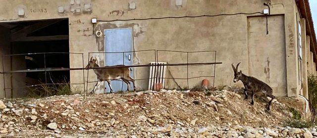 La sarna afecta ya a más del noventa por ciento de las cabras hispánicas de Els Ports y la Tinença