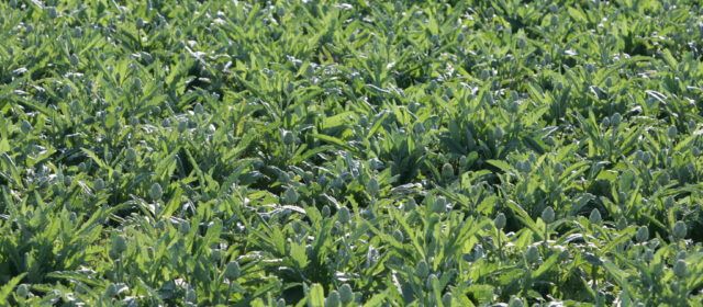 Hortalizas Pascual Berga SL se incorpora al Consejo Regulador de la D.O.P Alcachofa de Benicarló