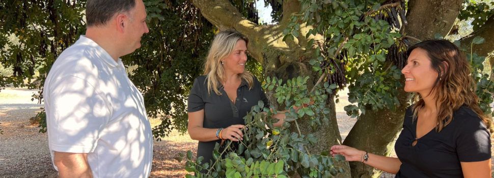 PP acusa al PSOE i Compromís de rebutjar el reforç de la seguretat en el camp malgrat les 145 tones de garrofes robades en l’última campanya