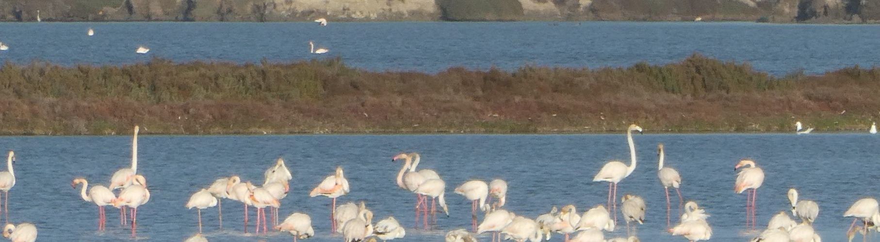20 fotos del primer dia de l’any a l’Encanyissada del Delta de l’Ebre