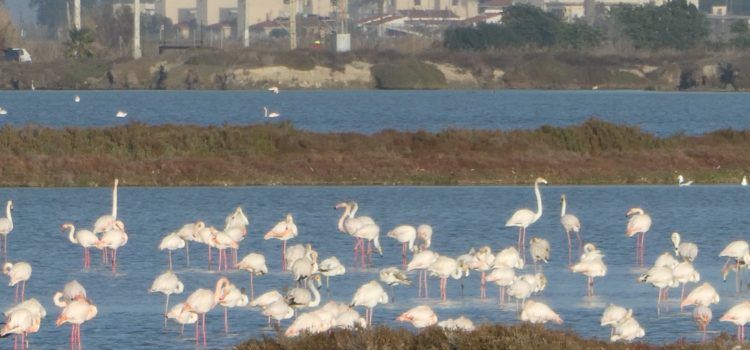 20 fotos del primer dia de l’any a l’Encanyissada del Delta de l’Ebre