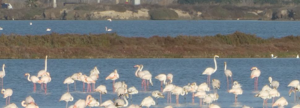 20 fotos del primer dia de l’any a l’Encanyissada del Delta de l’Ebre