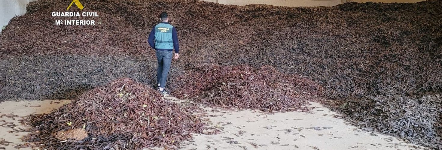 29 detenidos por hurto de más de 64.000 kilos de algarroba en la Plana Alta y L´Alcalaten