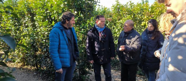 El laberint més gran d’Espanya obrirà les seues portes a Peníscola abans de Setmana Santa